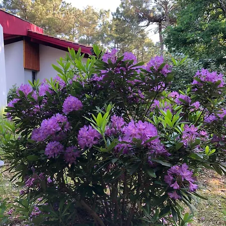 Amapola, Familiale Et Calme * Lacanau